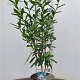 Daphne bholua 'Jacqueline Postill' 60-80 cm 20L