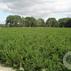 Taxus baccata 60-80 cm met kluit