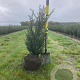 Taxus baccata 60-80 cm met kluit