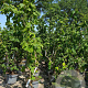Corylus a. 'Contorta' 80-100 cm 4,5L