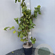 Corylus a. 'Contorta' 80-100 cm 4,5L
