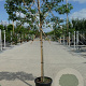 Prunus l. 'Angustifolia' 14-16 HO container 160 cm stam 120x120 scherm