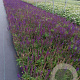 Salvia nem. 'Ostfriesland' GM P9