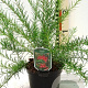 Grevillea juniperina 20-25 cm 2,0L