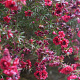 Leptospermum scop. 'Red Damask' 10-15 cm 2,0L