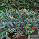 Distylium Blue Cascade 80-100 cm 20L breed