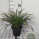 Carex morrowii GM 2,0L