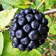 Eleutherococcus senticosus 200-250 cm 20L