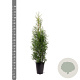 Thuja occidentalis 'King of Brabant' 80-100 cm 4,0L