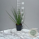 Allium schoenoprasum GM 2,0L
