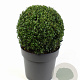 Buxus sempervirens 30 cm 7,5L bol