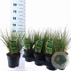 Carex 'Phoenix Green' 20-25 cm 2,0L