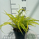 Hakonechloa macra 'All Gold' GM 2,0L