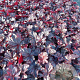 Heuchera 'Obsidian' GM 2,0L