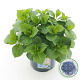 Hydrangea macrophylla 30-40 cm 5,0L blauw