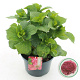 Hydrangea macrophylla 30-40 cm 5,0L rood