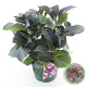 Hydrangea m. B D. Dark Angel Purple 30-40 cm 5,0L
