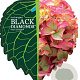 Hydrangea m. Black Diamonds Mix 30-40 cm 5,0L