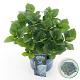 Hydrangea m. Forever Blue 25-30 cm 3,5L
