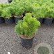 Pinus mugo pumilio 30-40 cm 5,0L