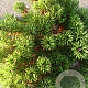 Pinus mugo pumilio 30-40 cm 5,0L