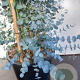 Eucalyptus gunnii 200-250 cm 20L