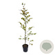 Fagus sylvatica 125-150 cm 4,5L