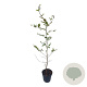 Fagus sylvatica 125-150 cm 4,5L