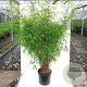 Fargesia angustissima 100-125 cm 20L