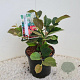 Fothergilla major 50-60 cm 20L
