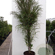 Frangula alnus Fine Line 175-200 cm 20L