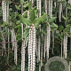 Garrya elliptica 'James Roof' 150-175 cm 20L 3 stok