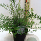 Spiraea arguta 30-40 cm 3,0L