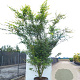 Acer palmatum 150-175 cm cont. 70L meerstammig