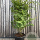 Acer palmatum 200-250 cm cont. 70L meerstammig