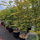 Acer pal. 'Osakazuki' 175-200 cm 20L meerstammig