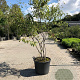 Amelanchier lamarckii 200-250 cm cont. 70L meerstammig