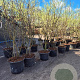 Amelanchier lamarckii 250-300 cm cont. 90L meerstammig