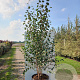 Betula utilis 'Doorenbos' 250-300 cm cont. 90L meerstammig
