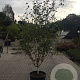 Betula utilis jacquemontii 175-200 cm 20L meerstammig