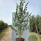 Betula utilis jacquemontii 200-250 cm cont. 70L meerstammig