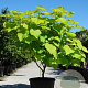 Catalpa bignonioides 'Aurea' 150-175 cm cont. 70L meerstammig