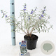 Caryopteris cland. Sterling Silver 30-40 cm 2,0L