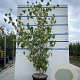 Cornus k. 'China Girl' 175-200 cm 20L meerstammig