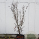 Cornus k. 'China Girl' 175-200 cm container meerstammig