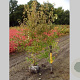 Cornus k. 'Milky Way' 150-175 cm cont. 70L meerstammig