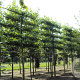 Liquidambar s. 'Worplesdon' 20-25 HO Cocoskluit leivorm 210 cm stam 5 etages