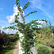 Prunus accolade 200-250 cm cont. 70L meerstammig