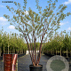 Prunus serrula 200-250 cm cont. 70L meerstammig