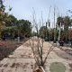 Amelanchier lamarckii 125-150 cm met kluit